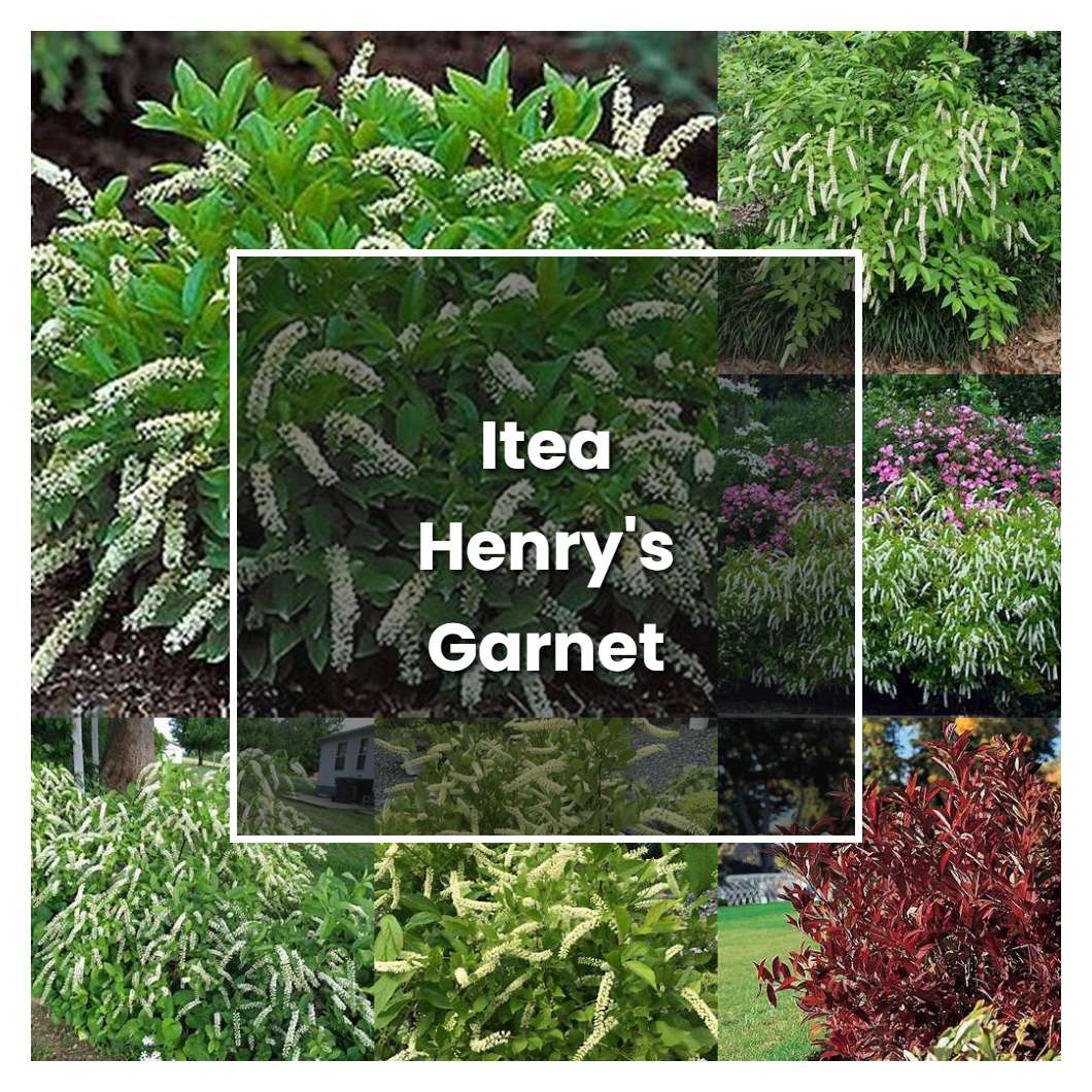 How to Grow Itea Henrys Garnet - Plant Care & Tips | NorwichGardener