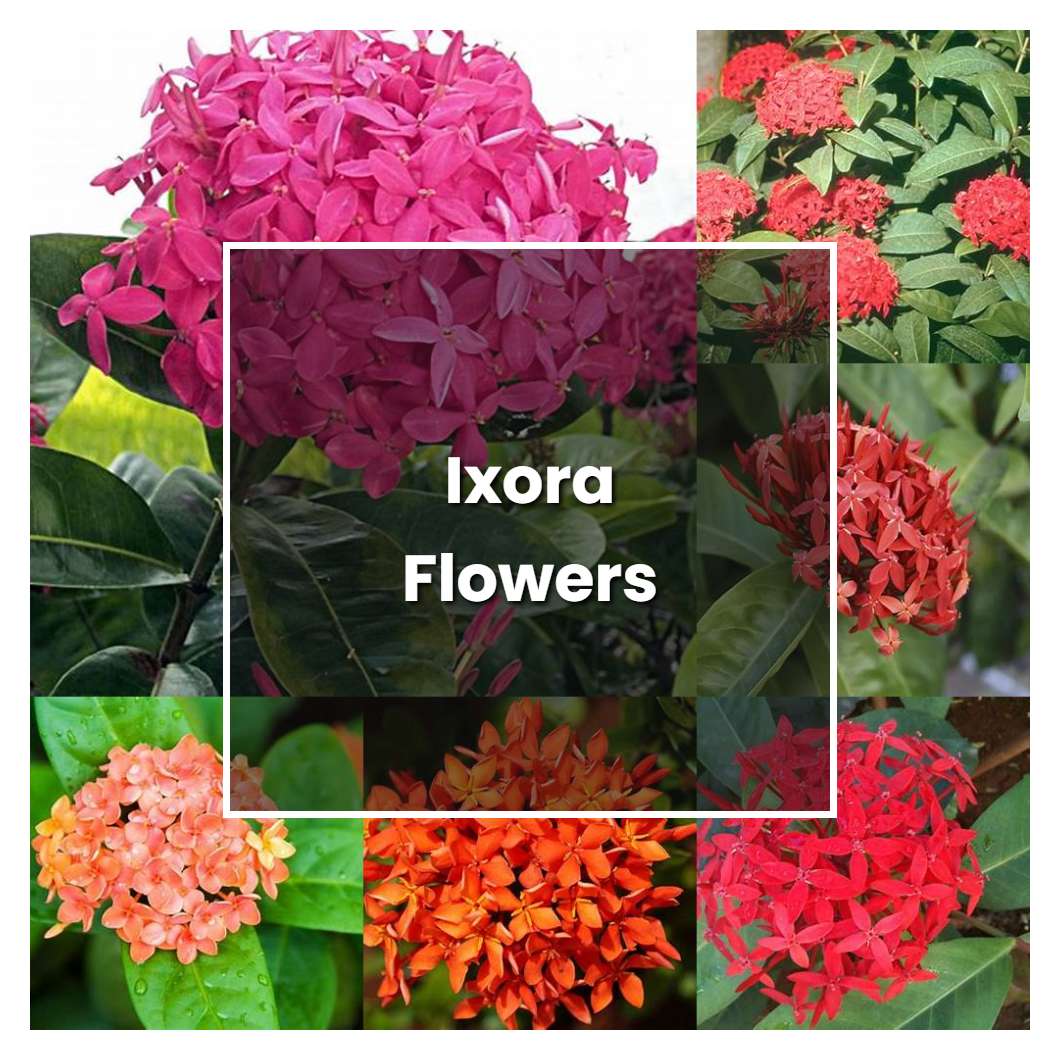 How to Grow Ixora Flowers - Plant Care & Tips | NorwichGardener