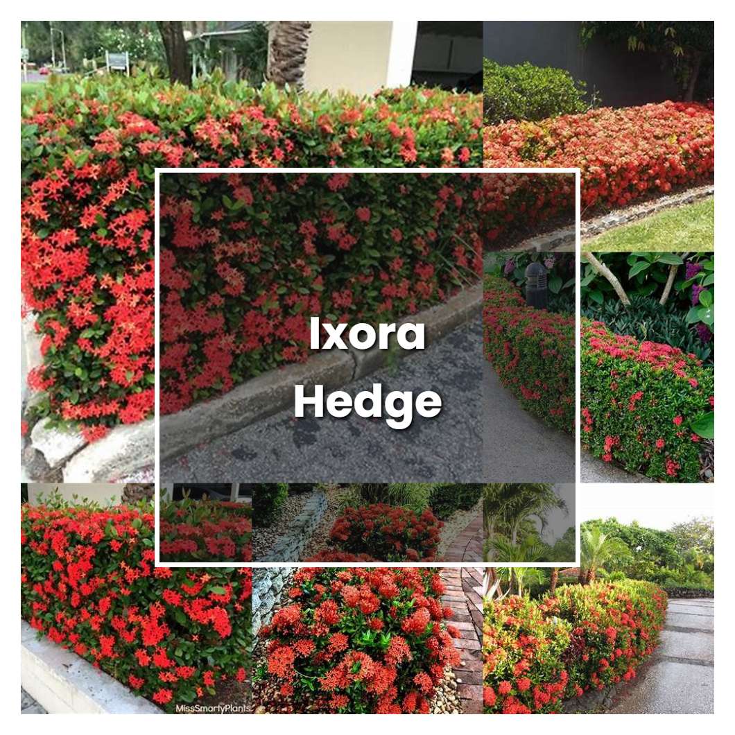 How to Grow Ixora Hedge - Plant Care & Tips | NorwichGardener