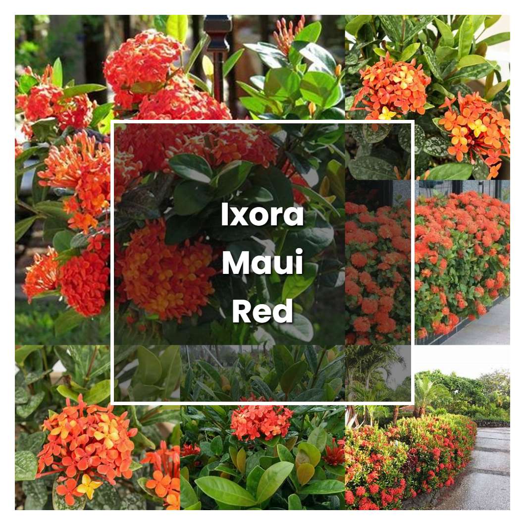 How to Grow Ixora Maui Red - Plant Care & Tips