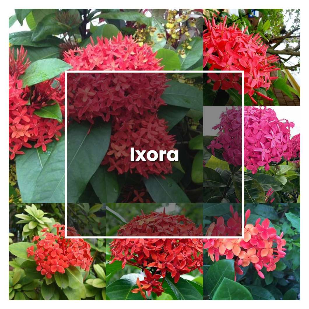 How to Grow Ixora - Plant Care & Tips | NorwichGardener