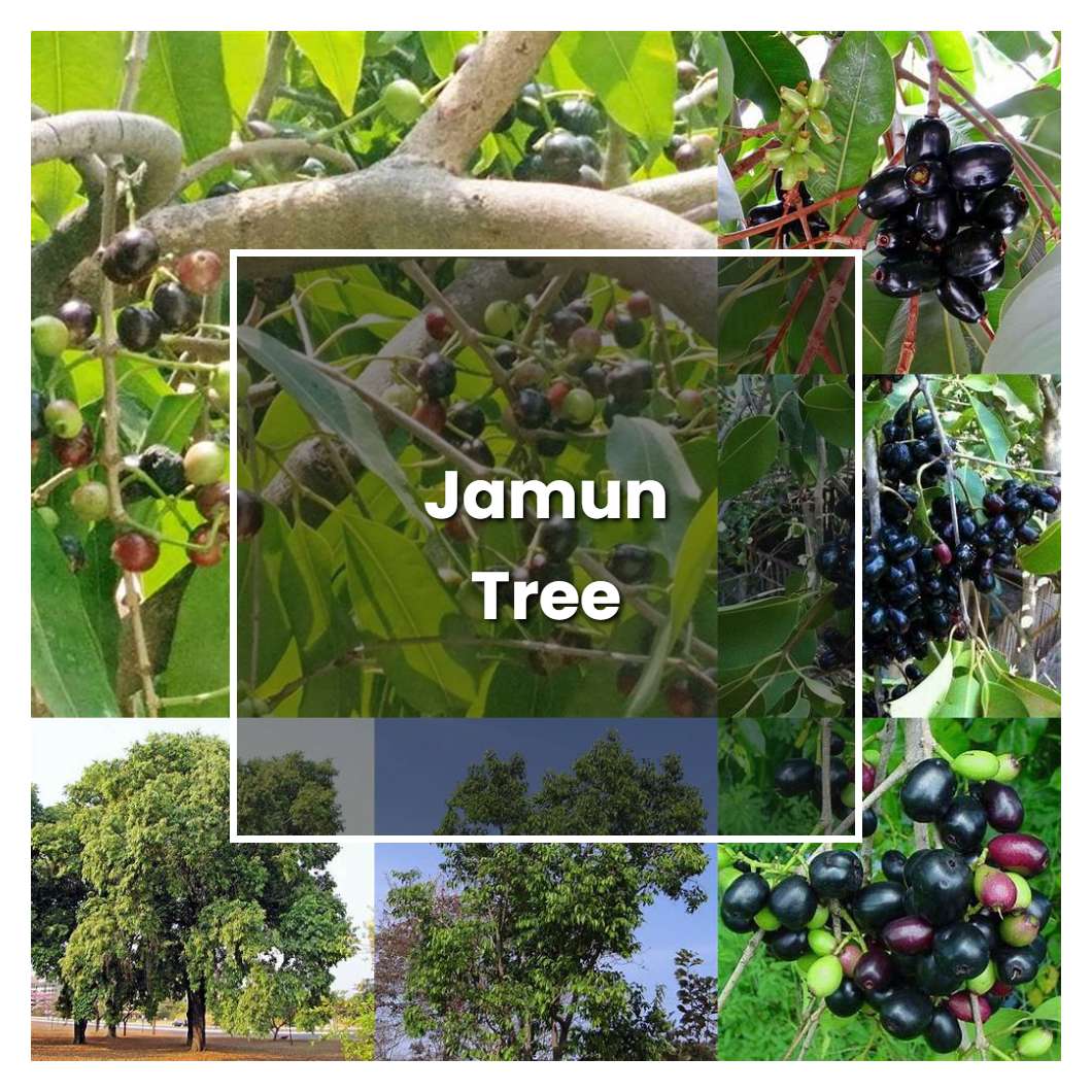 How To Grow Jamun Tree Plant Care And Tips Norwichgardener