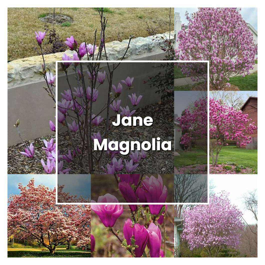 How to Grow Jane Magnolia Plant Care & Tips NorwichGardener