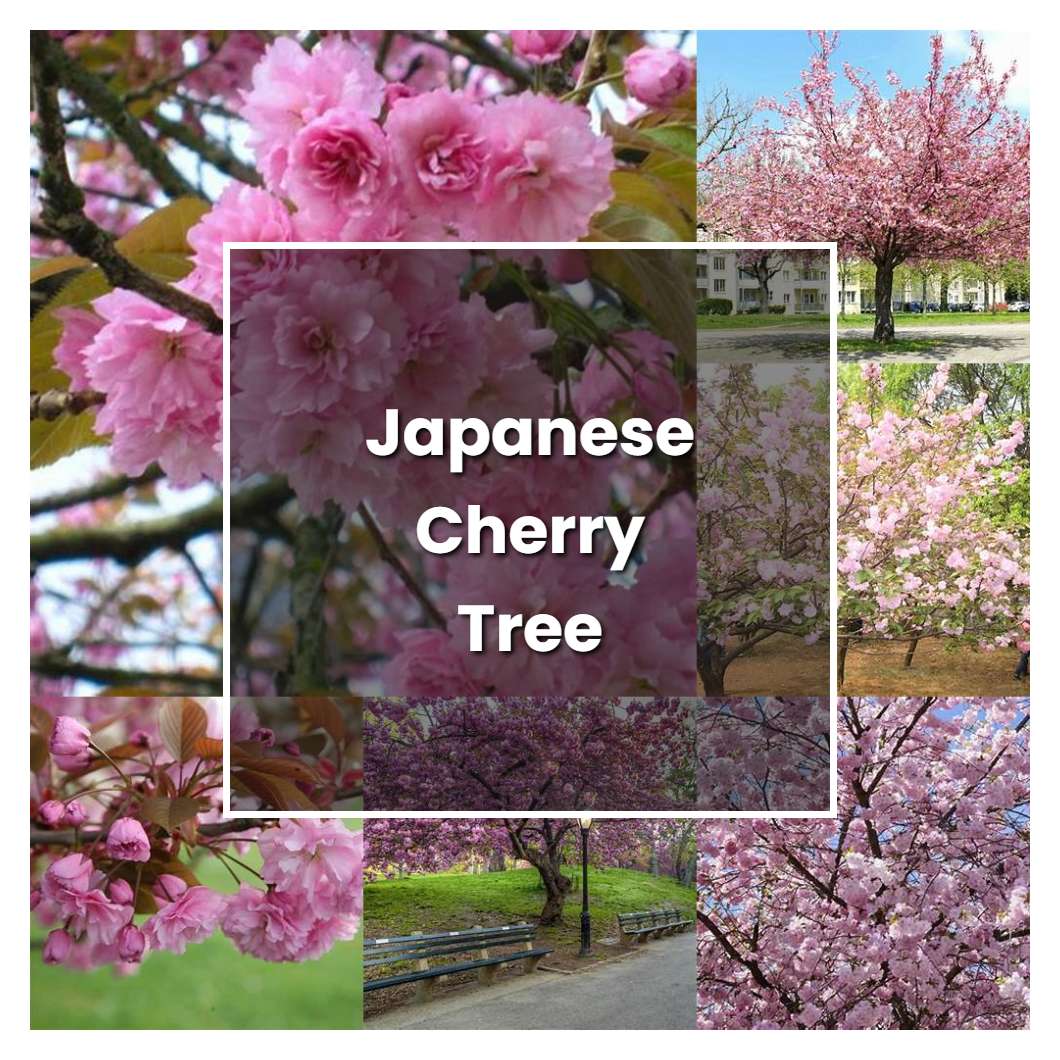 How to Grow Japanese Cherry Tree - Plant Care & Tips | NorwichGardener