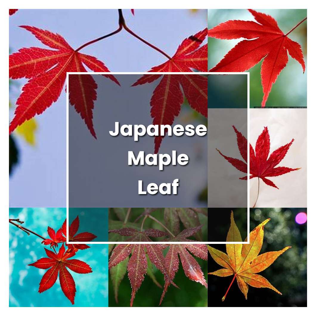 How to Grow Japanese Maple Leaf - Plant Care & Tips | NorwichGardener