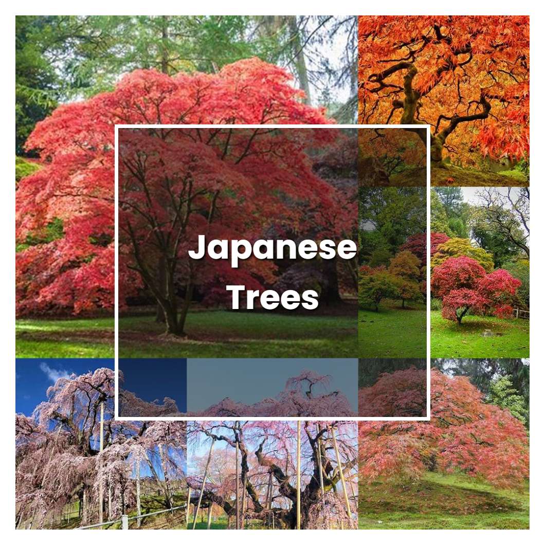 How to Grow Japanese Trees Plant Care & Tips NorwichGardener