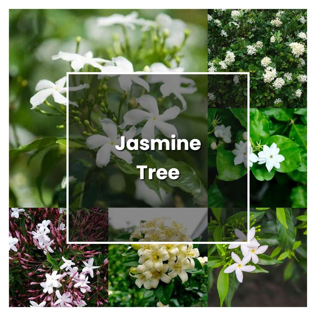 How to Grow Jasmine Tree - Plant Care & Tips