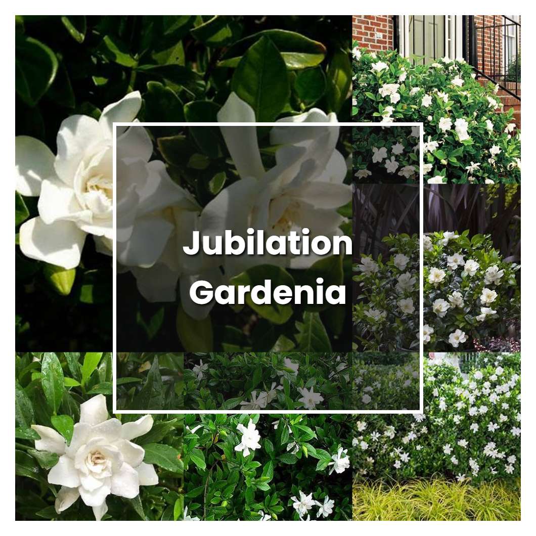 how-to-grow-jubilation-gardenia-plant-care-tips-norwichgardener