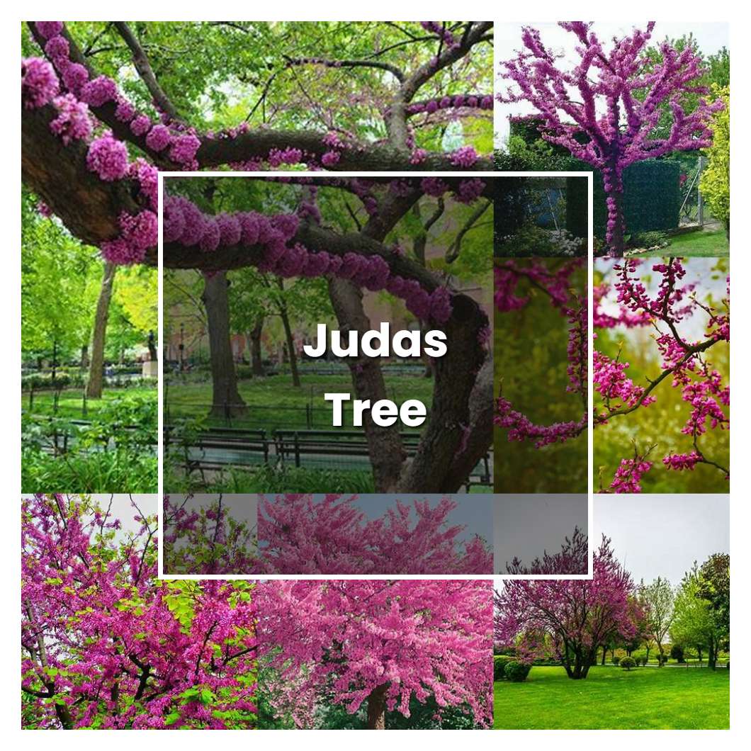 How to Grow Judas Tree - Plant Care & Tips