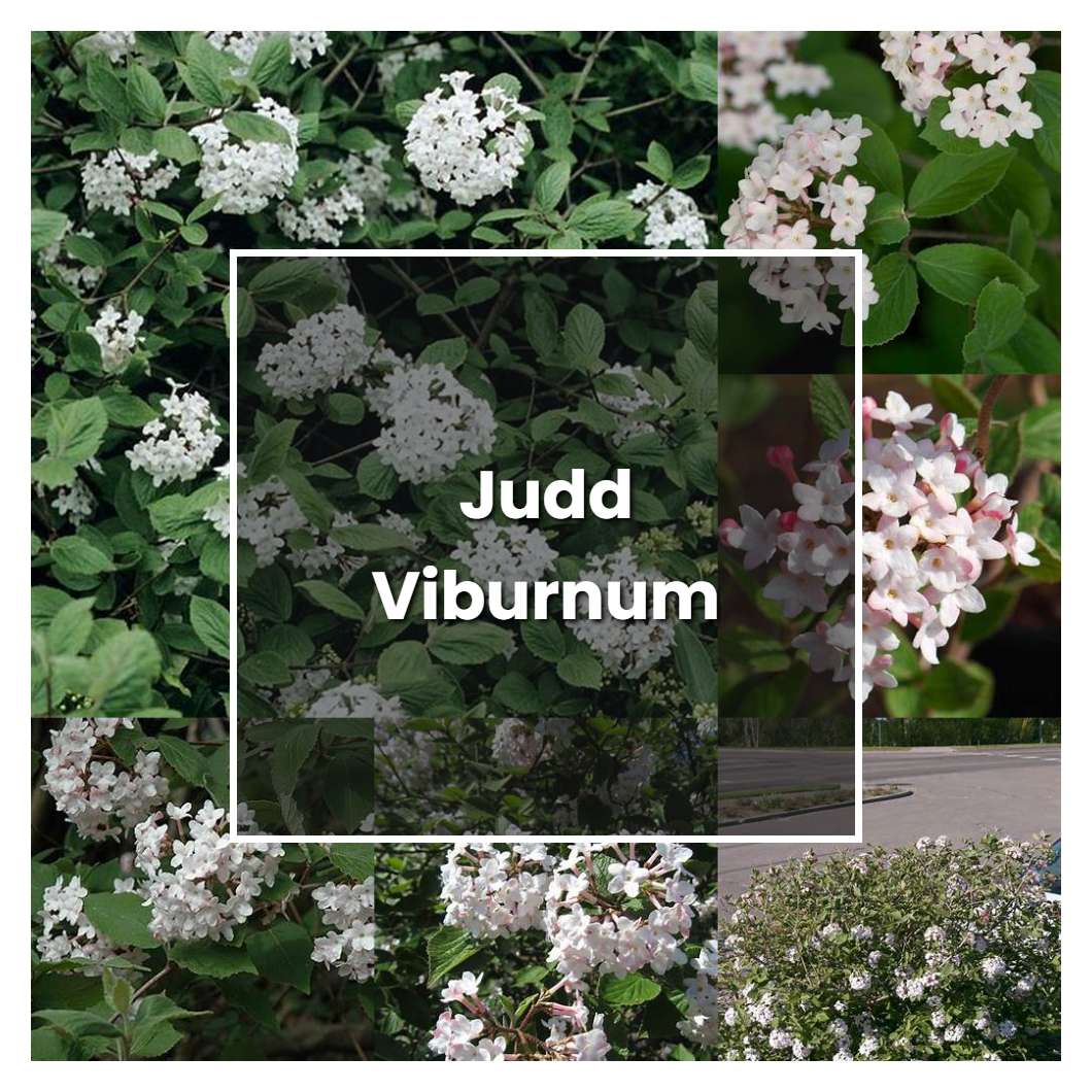 How To Grow Judd Viburnum Plant Care And Tips Norwichgardener