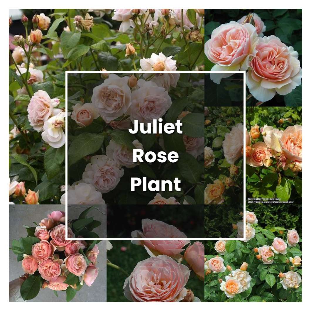 How to Grow Juliet Rose Plant - Plant Care & Tips | NorwichGardener