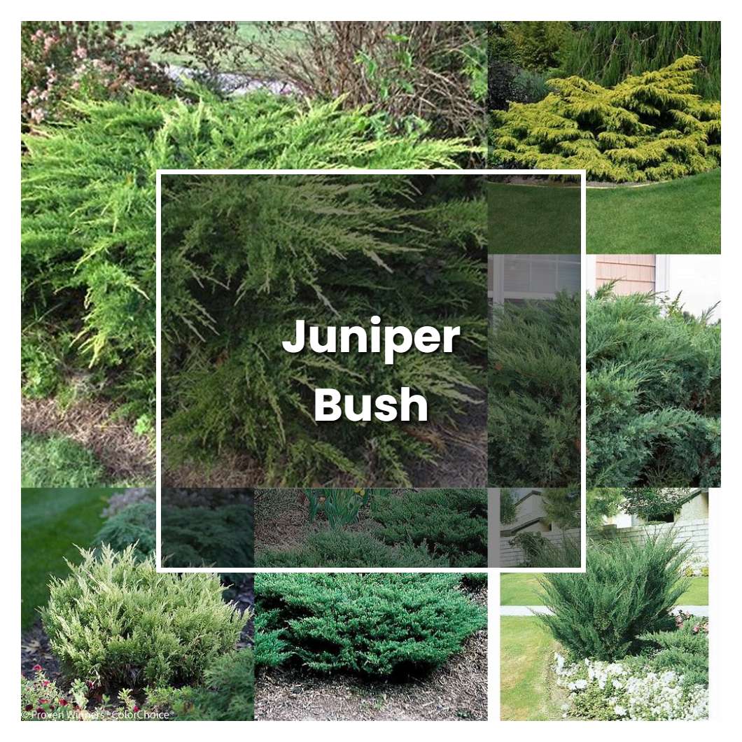 How to Grow Juniper Bush - Plant Care & Tips | NorwichGardener