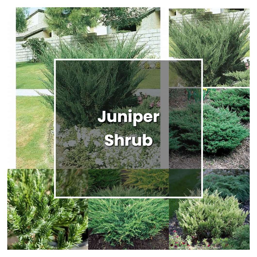 How to Grow Juniper Shrub - Plant Care & Tips | NorwichGardener