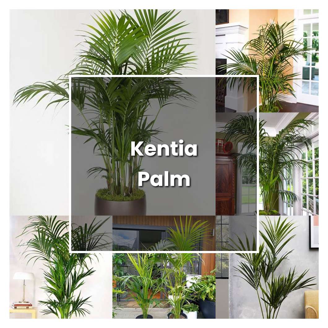 How to Grow Kentia Palm - Plant Care & Tips | NorwichGardener