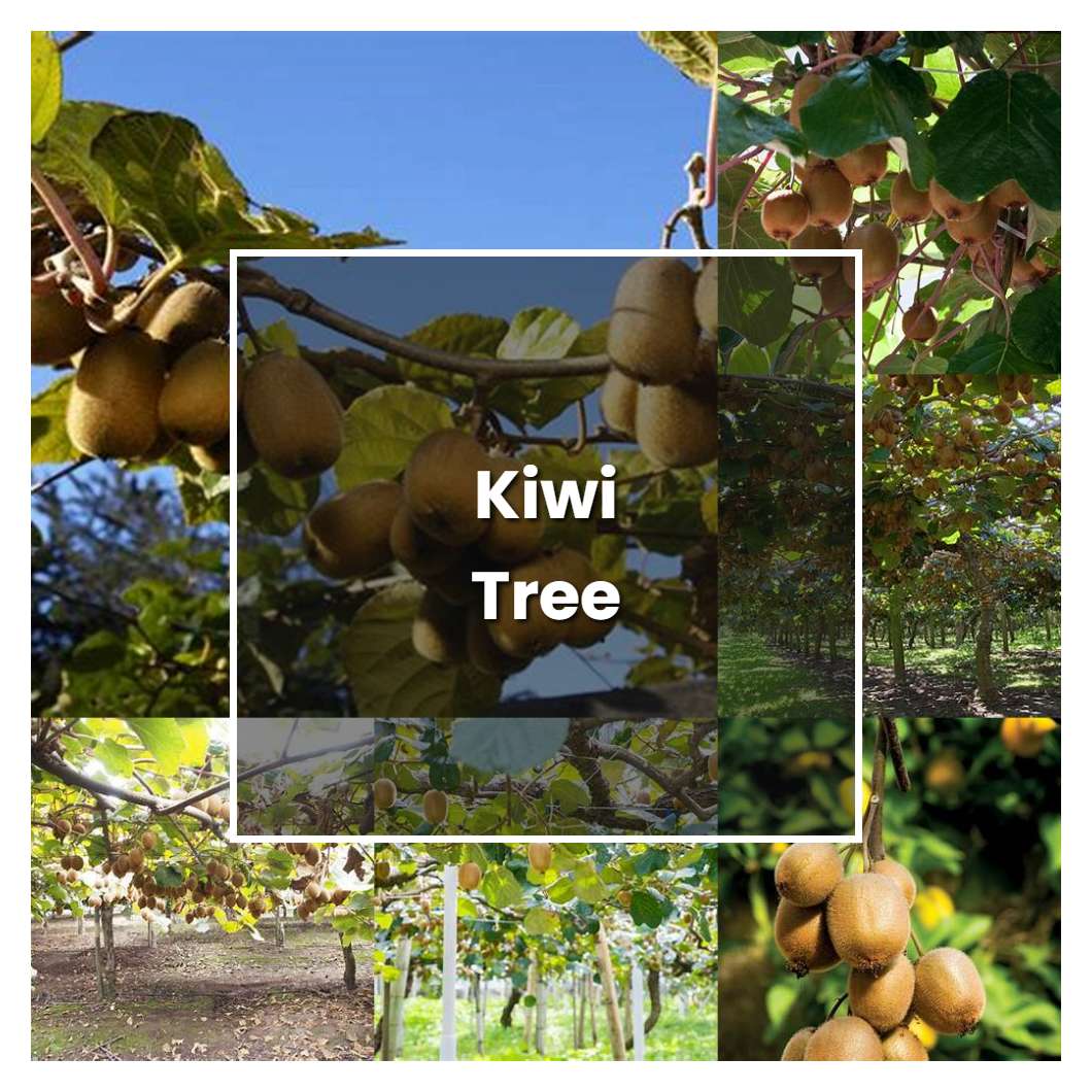 How to Grow Kiwi Tree - Plant Care & Tips | NorwichGardener