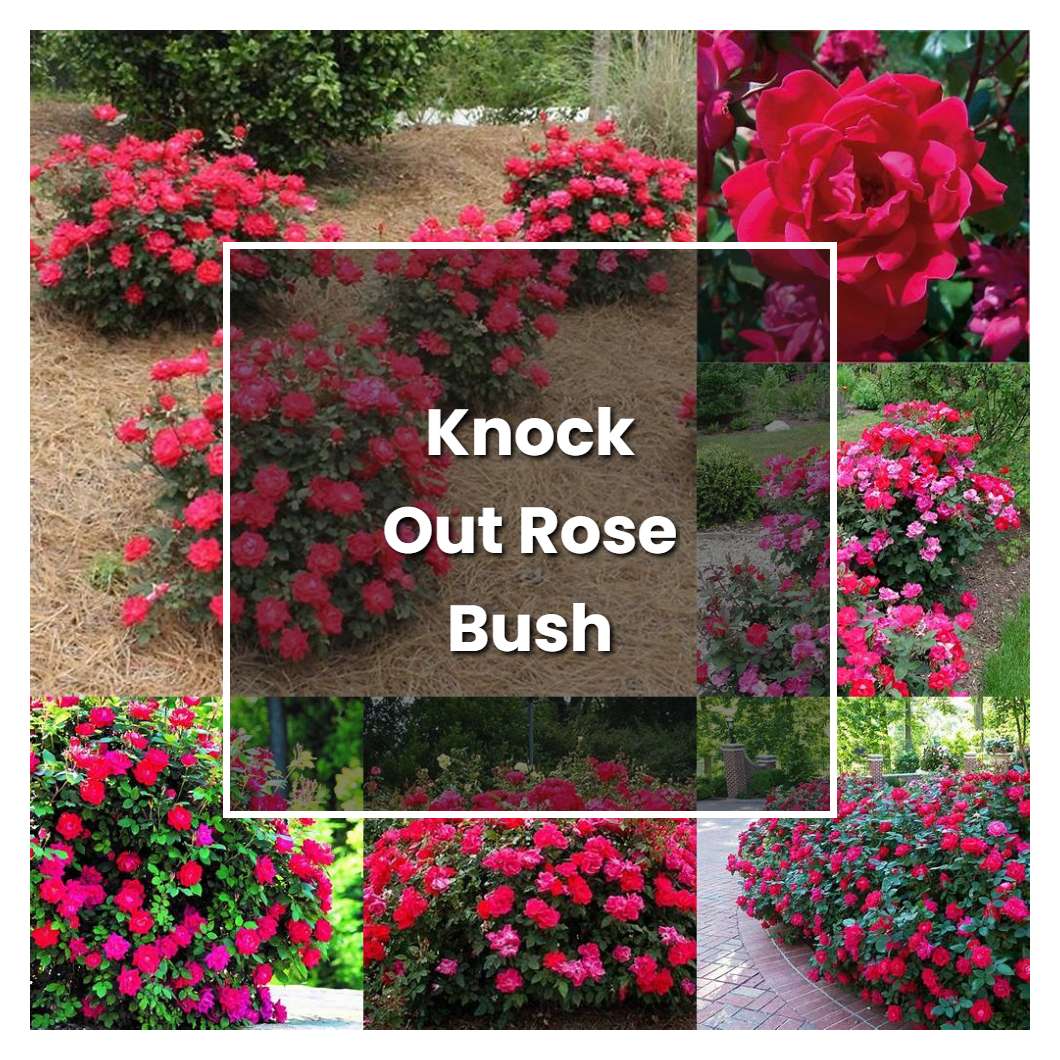 How To Grow Knock Out Rose Bush - Plant Care & Tips 