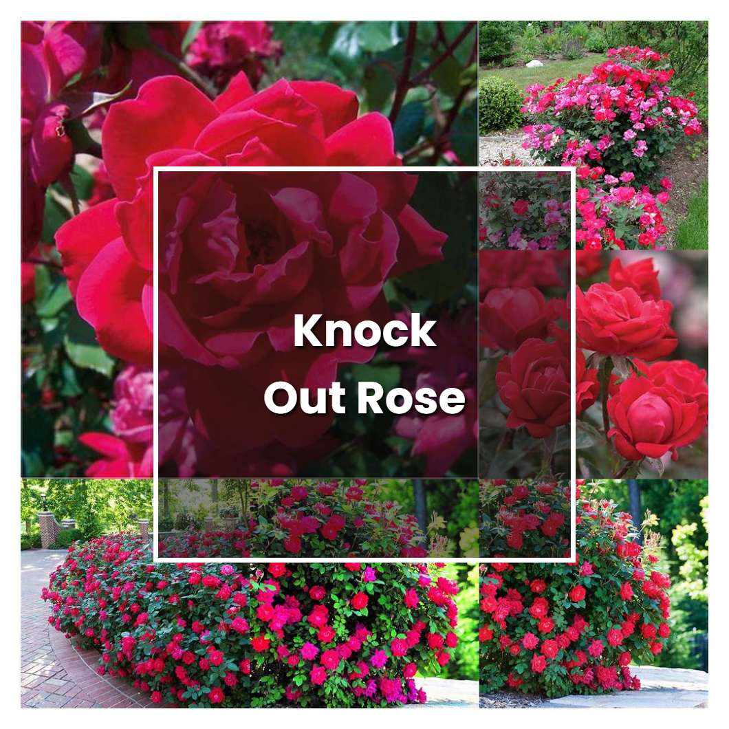 How to Grow Knock Out Rose - Plant Care & Tips | NorwichGardener