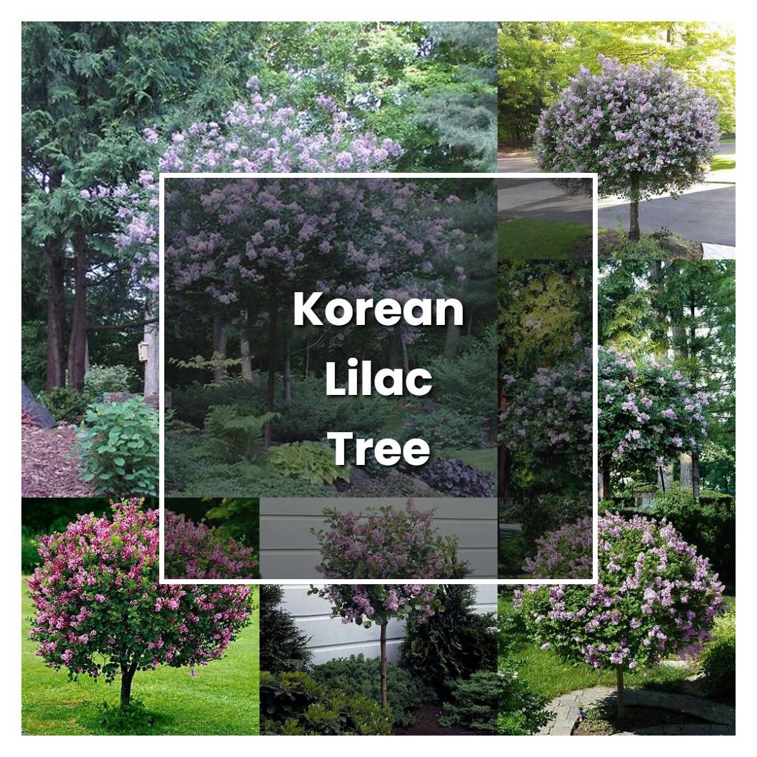 How to Grow Korean Lilac Tree - Plant Care & Tips | NorwichGardener