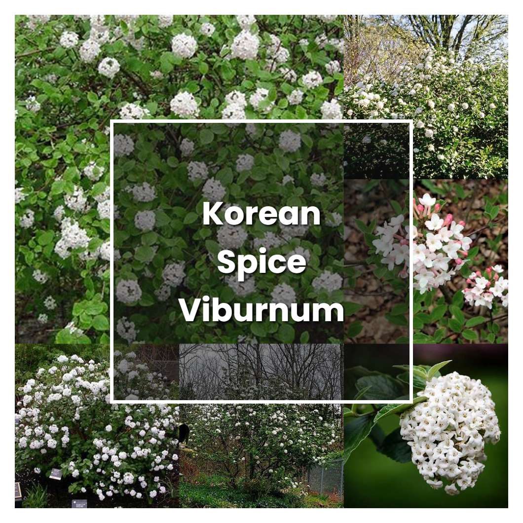 how-to-grow-korean-spice-viburnum-plant-care-tips-norwichgardener