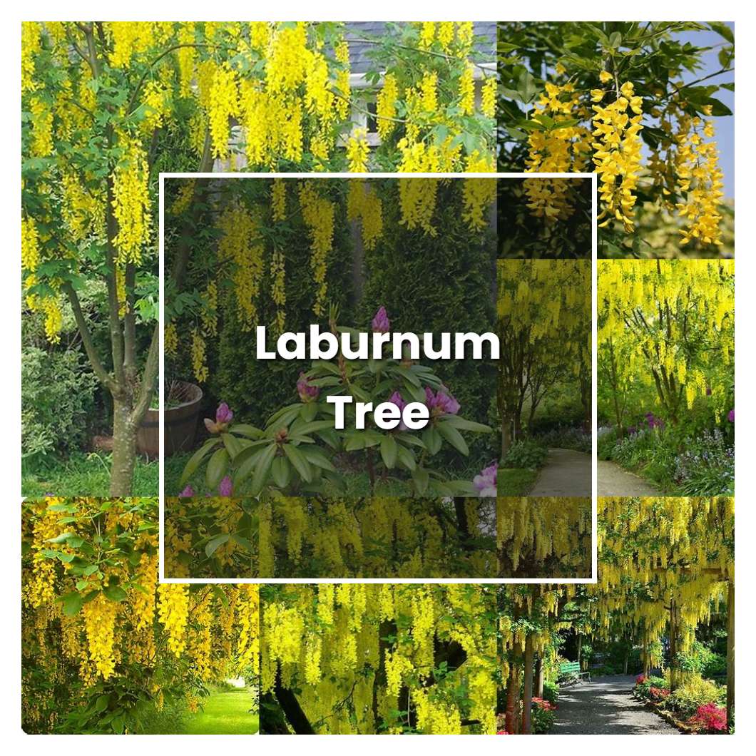 how-to-grow-laburnum-tree-plant-care-tips-norwichgardener