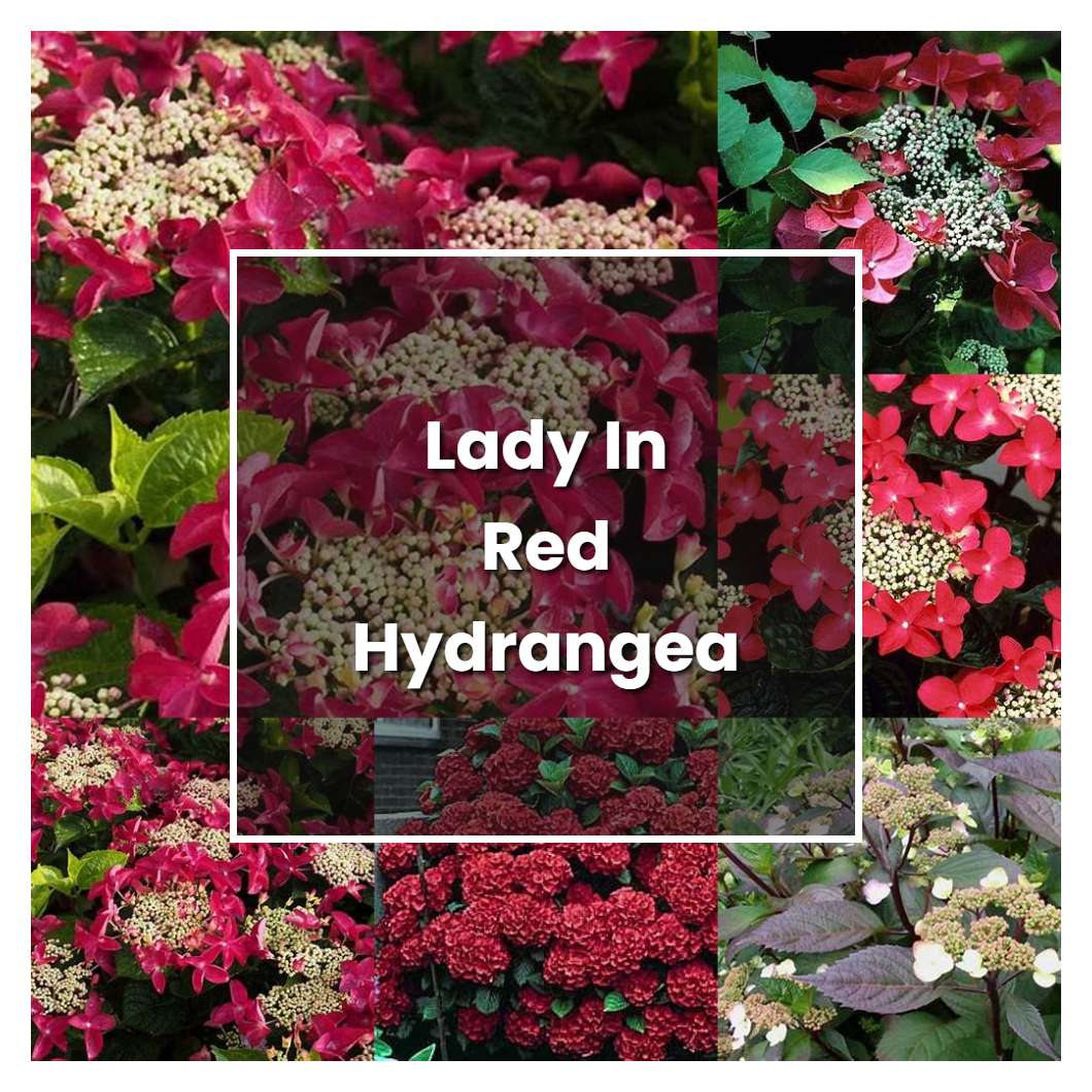 How To Grow Lady In Red Hydrangea Plant Care Tips NorwichGardener   Lady In Red Hydrangea Plant Care Grow 