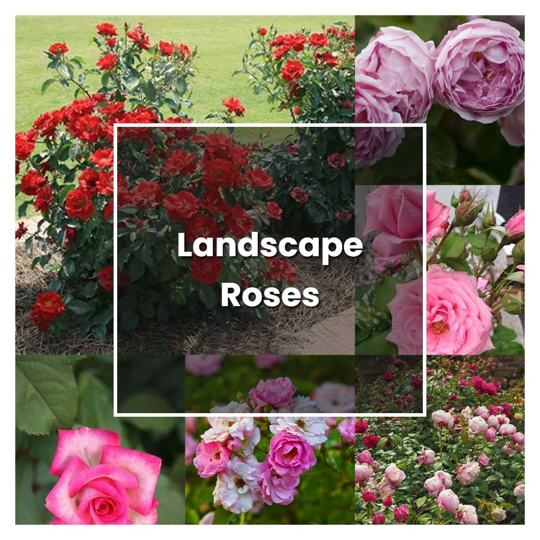 How To Grow Landscape Roses Plant Care And Tips Norwichgardener