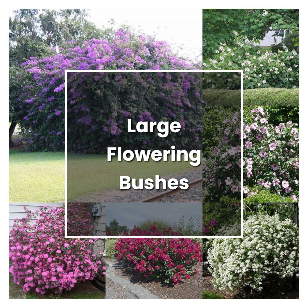 How To Grow Large Flowering Bushes - Plant Care & Tips | NorwichGardener