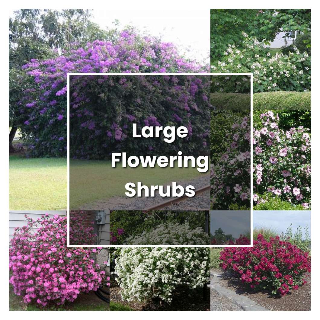 How to Grow Large Flowering Shrubs - Plant Care & Tips | NorwichGardener