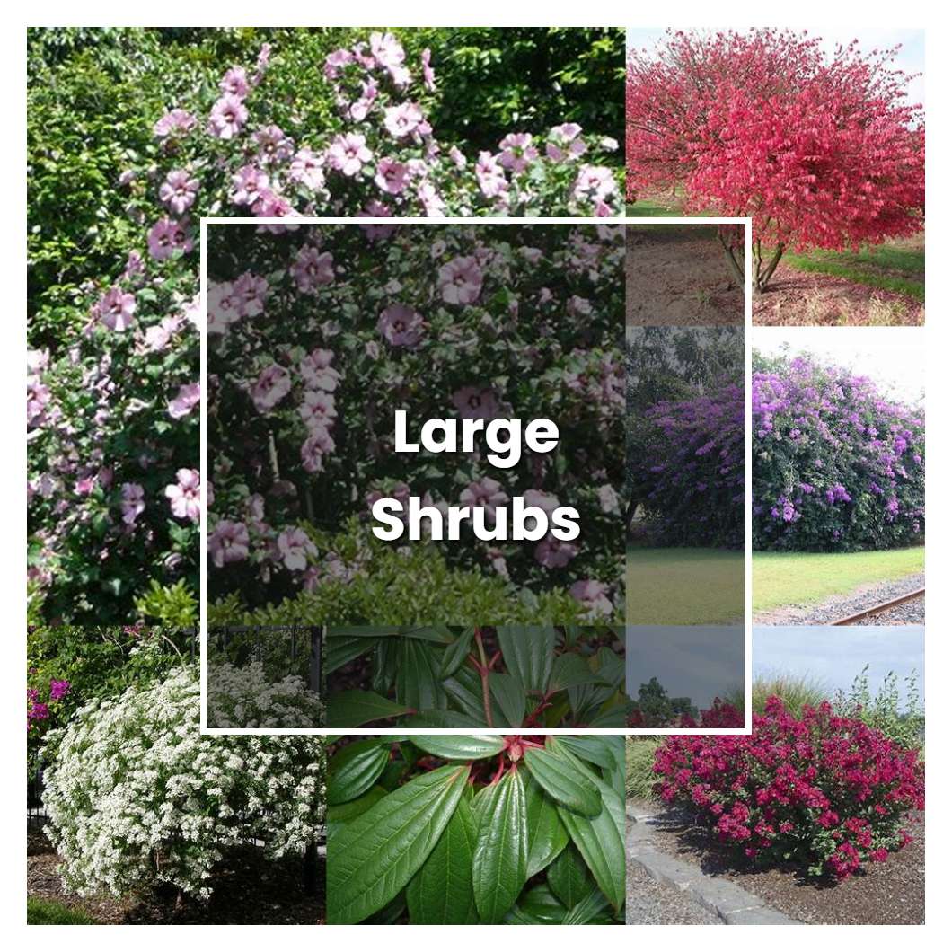 How to Grow Large Shrubs - Plant Care & Tips | NorwichGardener