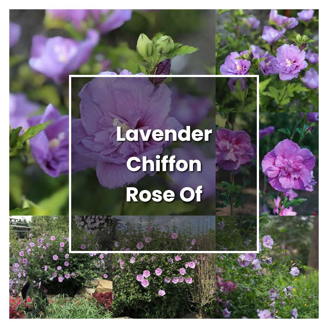 How To Grow Lavender Chiffon Rose Of Sharon Plant Care And Tips