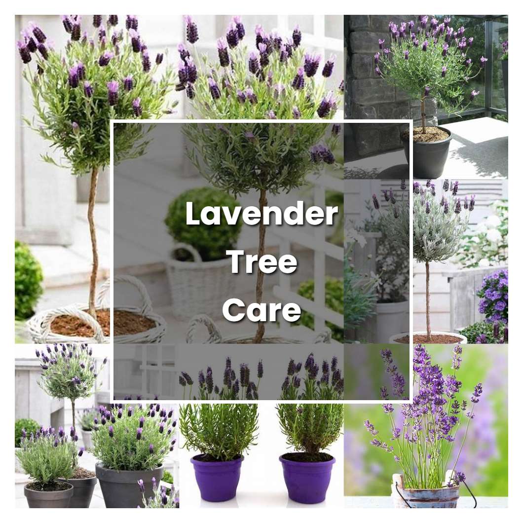 How To Grow Lavender Tree Care Plant Care Tips NorwichGardener   Lavender Tree Care Plant Care Grow 