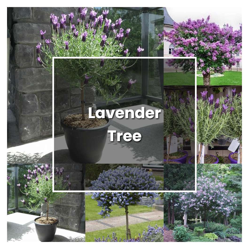 How to Grow Lavender Tree - Plant Care & Tips | NorwichGardener