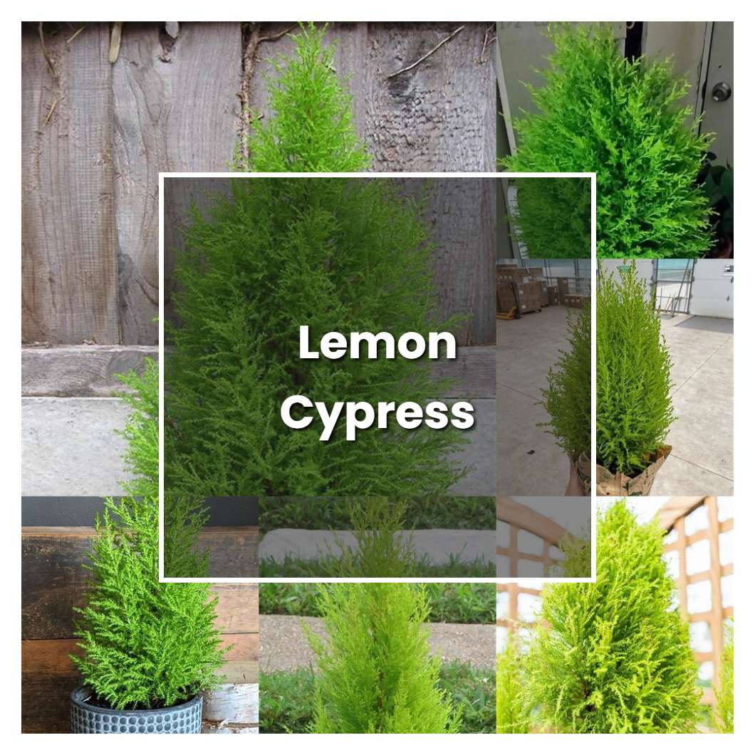 How to Grow Lemon Cypress - Plant Care & Tips | NorwichGardener