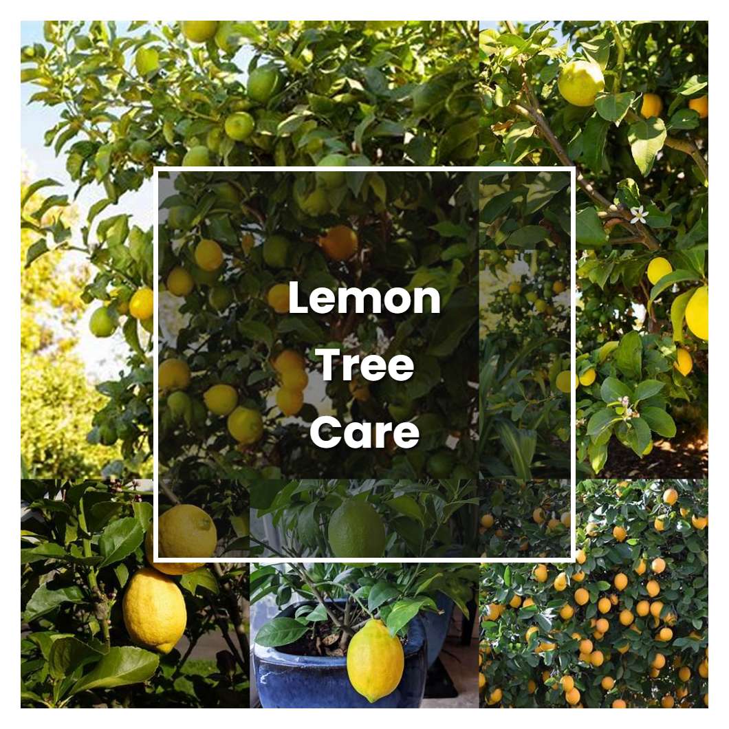 How To Grow Lemon Tree Care Plant Care And Tips Norwichgardener