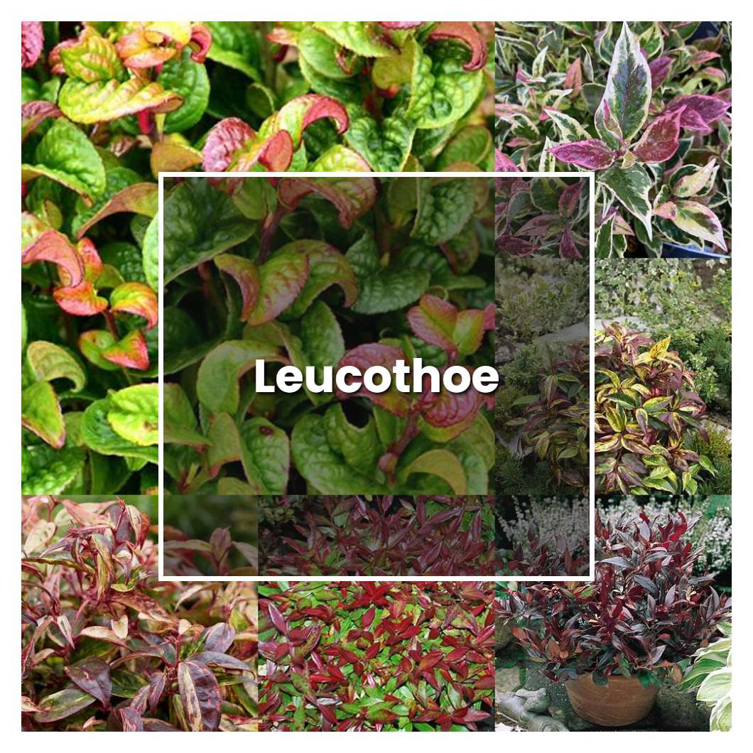 How to Grow Leucothoe - Plant Care & Tips | NorwichGardener