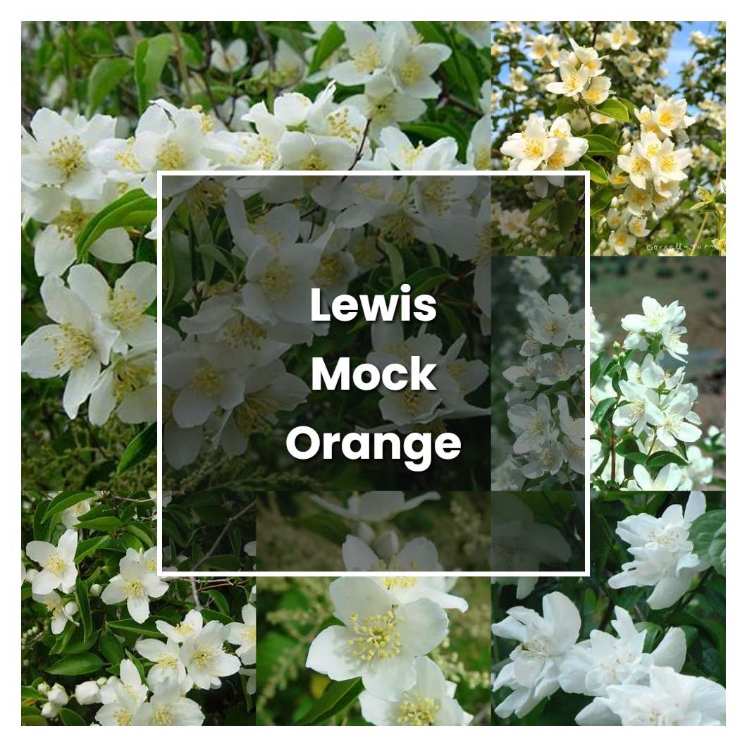 How to Grow Lewis Mock Orange - Plant Care & Tips