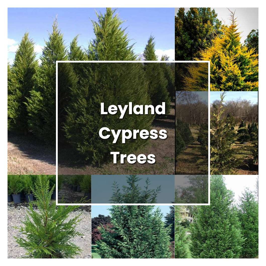 How to Grow Leyland Cypress Trees - Plant Care & Tips | NorwichGardener