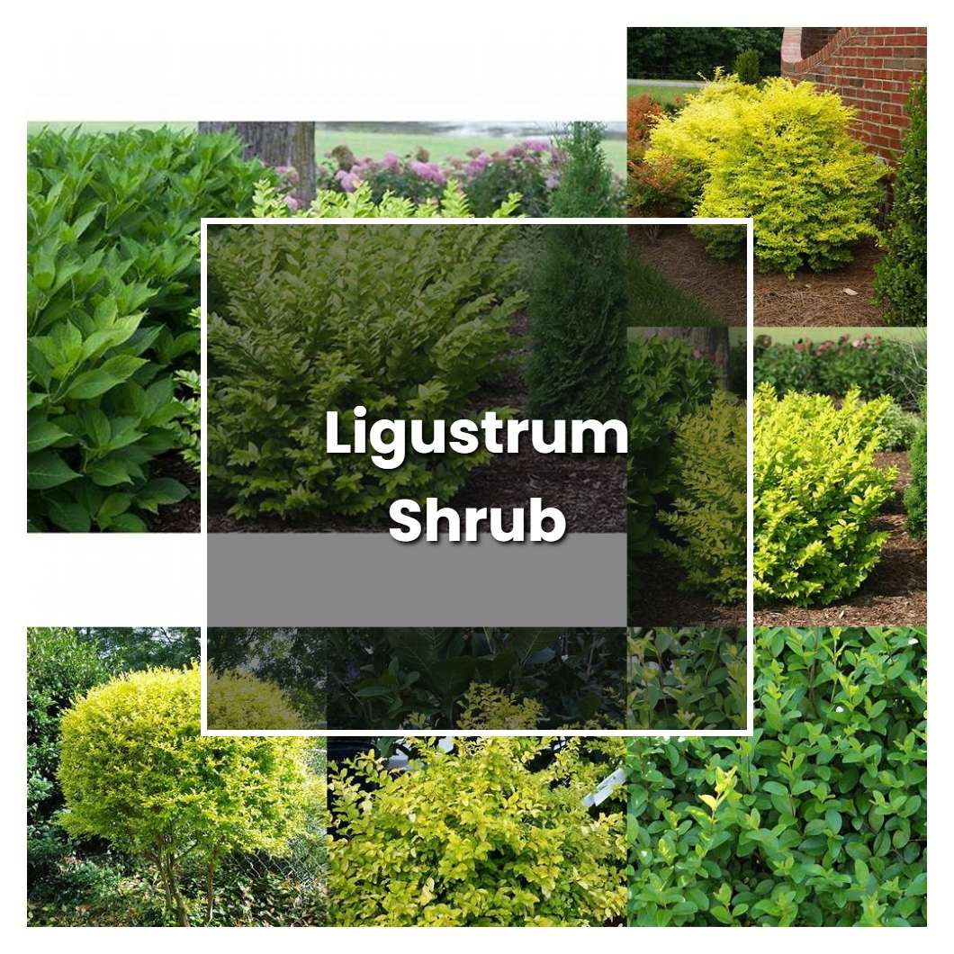 How to Grow Ligustrum Shrub - Plant Care & Tips | NorwichGardener