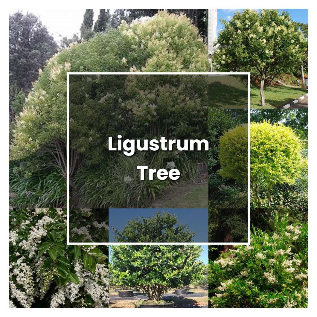 How to Grow Ligustrum Tree - Plant Care & Tips