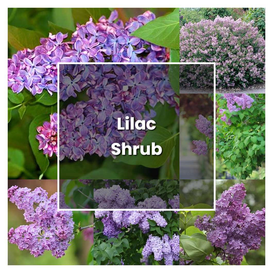 How to Grow Lilac Shrub - Plant Care & Tips | NorwichGardener