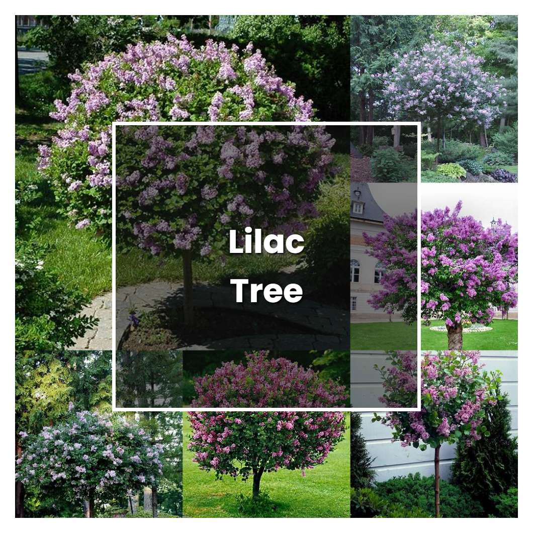 How to Grow Lilac Tree - Plant Care & Tips | NorwichGardener