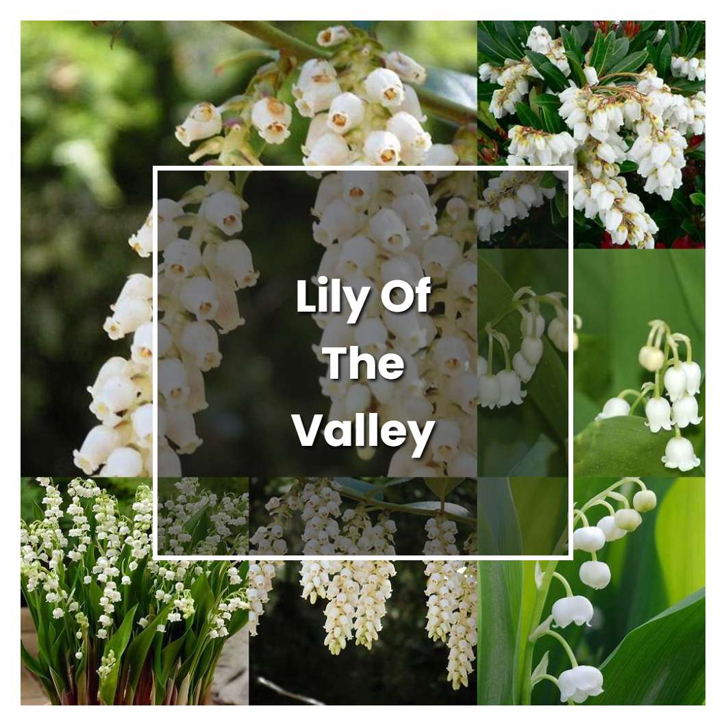 How to Grow Lily Of The Valley Bush - Plant Care & Tips | NorwichGardener