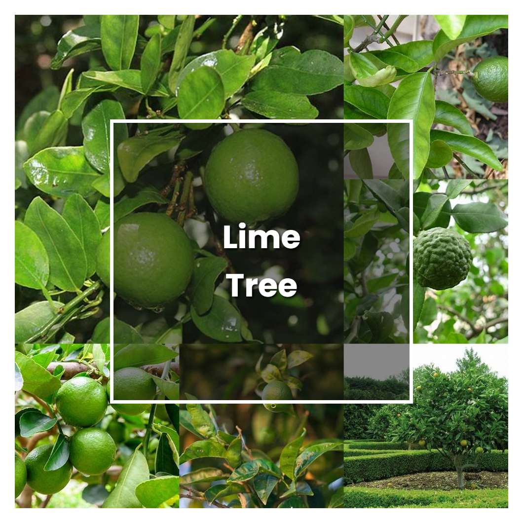 How to Grow Lime Tree - Plant Care & Tips
