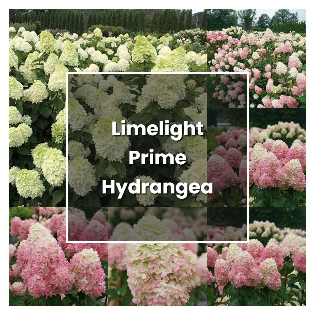 How to Grow Limelight Prime Hydrangea Plant Care & Tips NorwichGardener