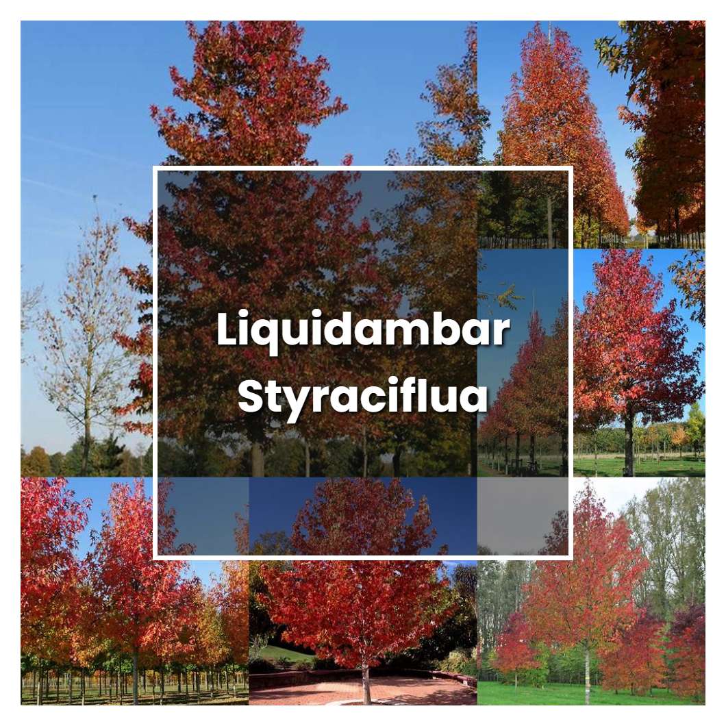 How to Grow Liquidambar Styraciflua - Plant Care & Tips | NorwichGardener