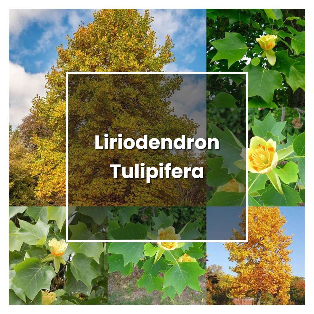 How to Grow Liriodendron Tulipifera - Plant Care & Tips | NorwichGardener