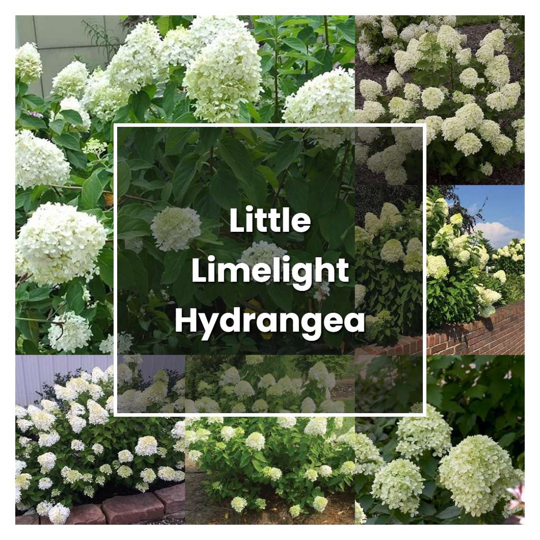 How To Grow Little Limelight Hydrangea Plant Care And Tips Norwichgardener 4737