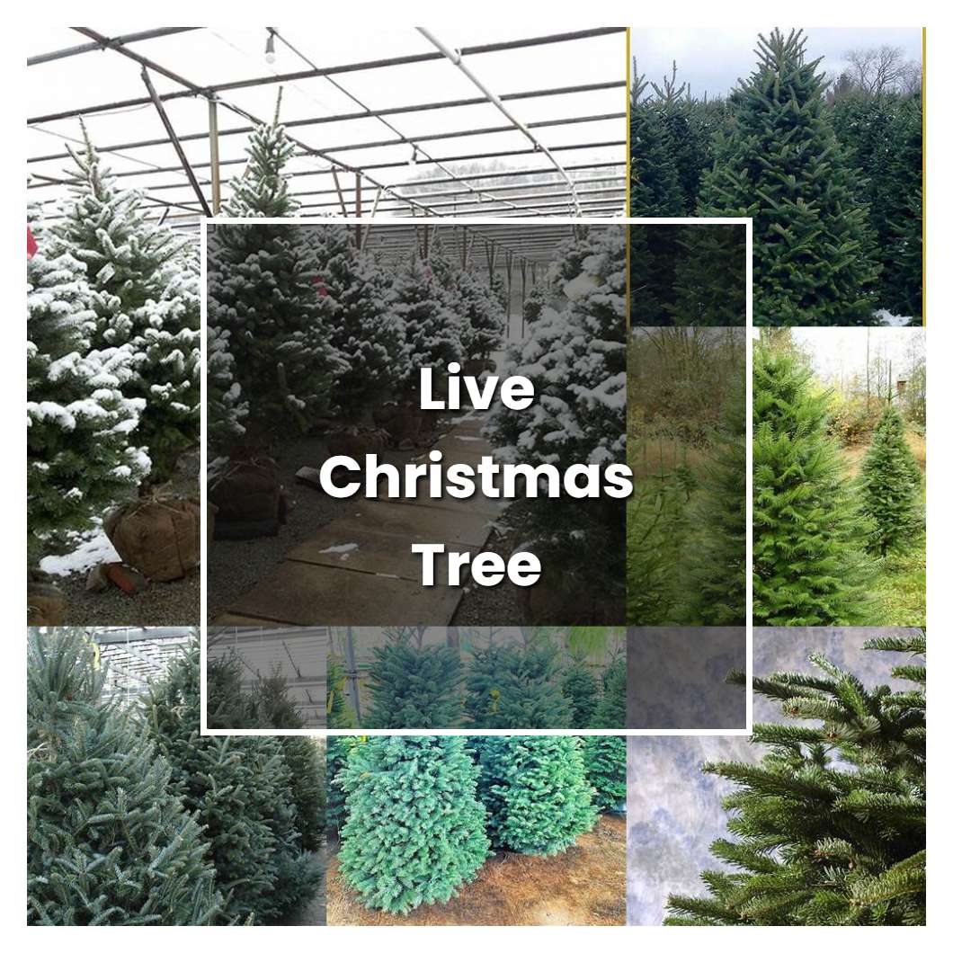 How to Grow Live Christmas Tree Plant Care & Tips NorwichGardener