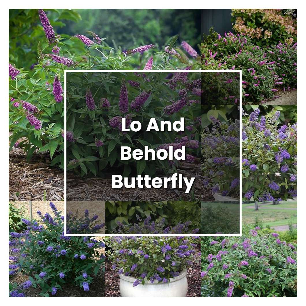 How To Grow Lo And Behold Butterfly Bush Plant Care And Tips Norwichgardener 