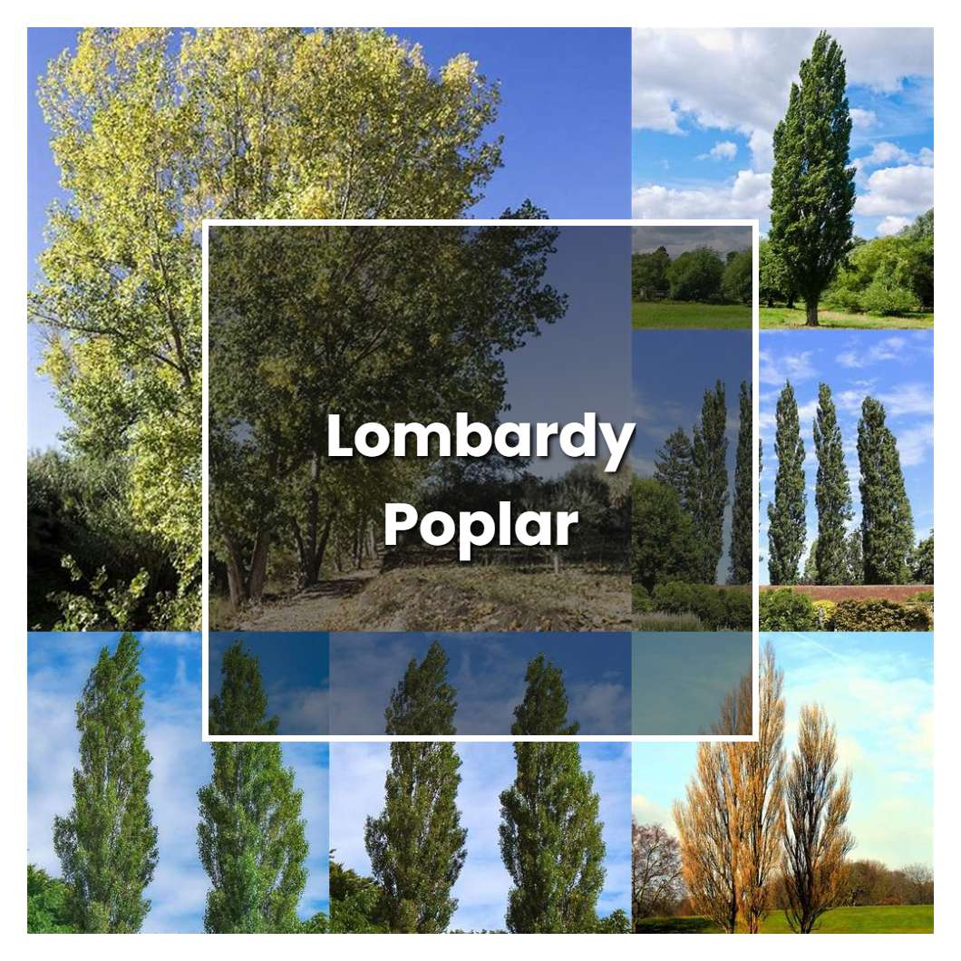 How to Grow Lombardy Poplar - Plant Care & Tips